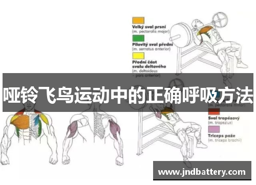 哑铃飞鸟运动中的正确呼吸方法