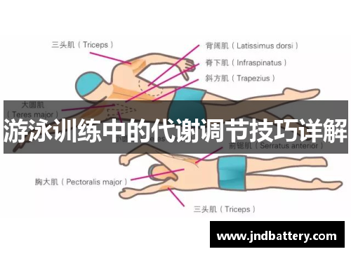 游泳训练中的代谢调节技巧详解